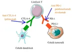 Evaluation of Keytruda and CAR T-cell therapy for cancer treatment: The similarities and differences therein thumbnail