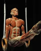 THE SCIENCE OF PLASTINATION- A way of preserving tissues for centuries using a curable polymer (Biodur S10) thumbnail