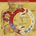 PLASMODIUM PARASITE : the major virulence factor in the pathogenesis of malaria thumbnail