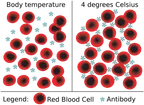 Is there a possibility of similar blood groups Cross-reacting to cause post transfusion reactions? thumbnail