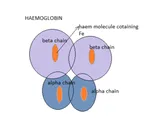 How to differentiate an animal blood from a human blood: its importance in forensic science thumbnail