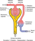 The kinetics of drug elimination/clearance thumbnail