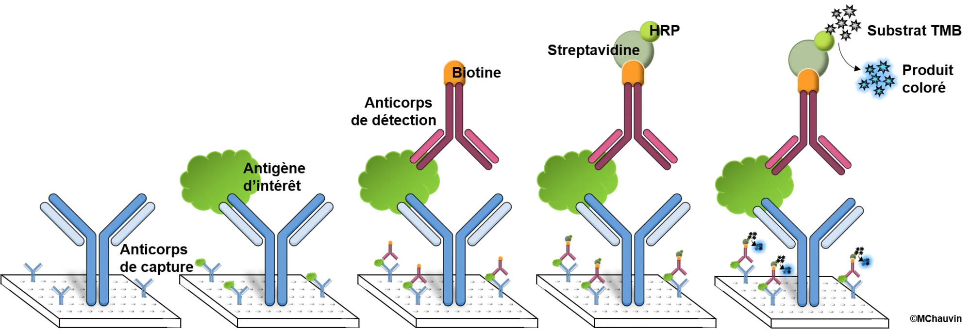 ELISA_principle.tif.png