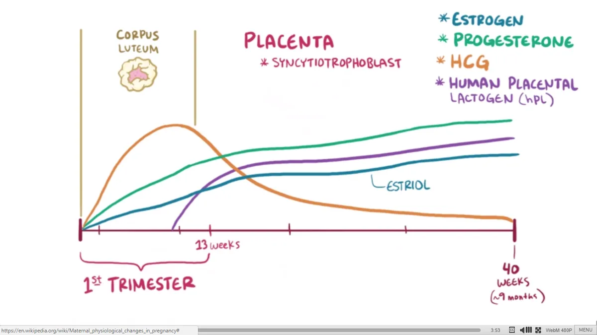 1200px-Pregnancy_hormone_graph.png