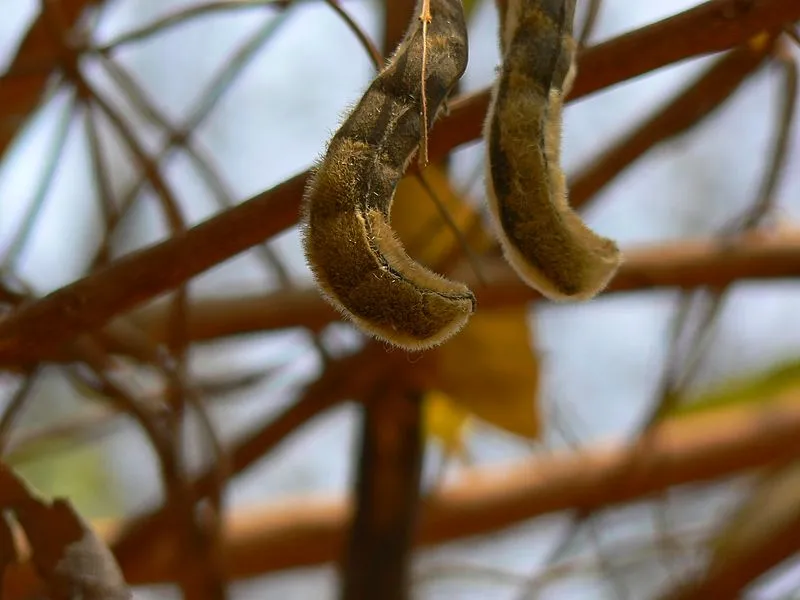 Alakusi_(Bengali-আলকুশি)_(488059664).jpg