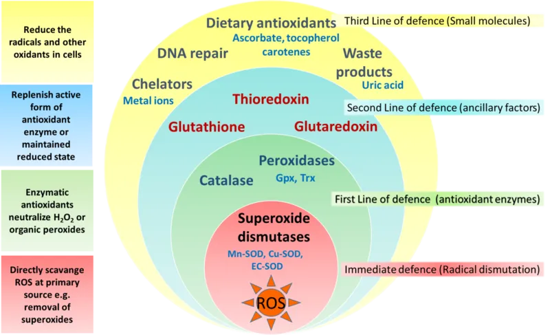 Antioxidant_defence_stratification.png