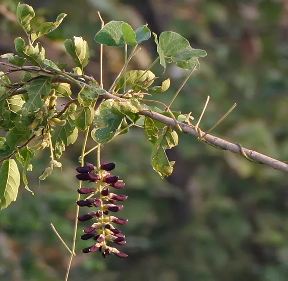 Mucuna_pruriens_(Khajkuiri)_in_Kawal,_AP_W2_IMG_1506.jpg