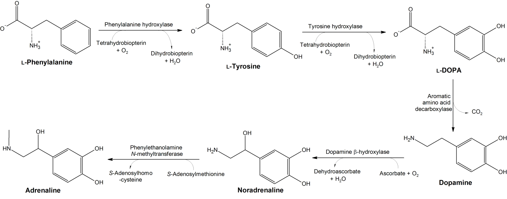 2000px-Conversion_of_phenylalanine_and_tyrosine_to_its_biologically_important_derivatives.png