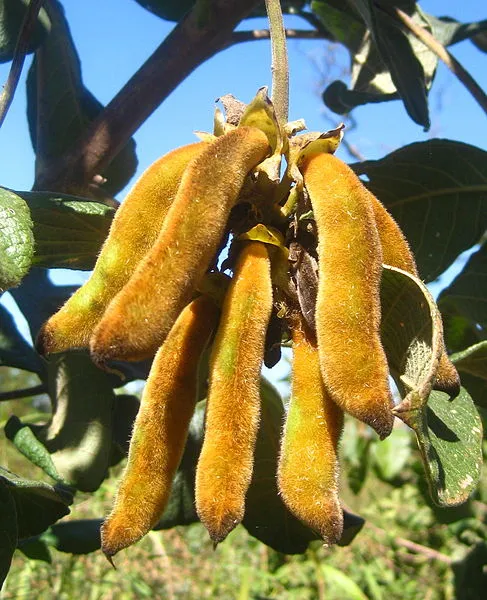 487px-Mucuna_pruriens_-pods(4644817054).jpg