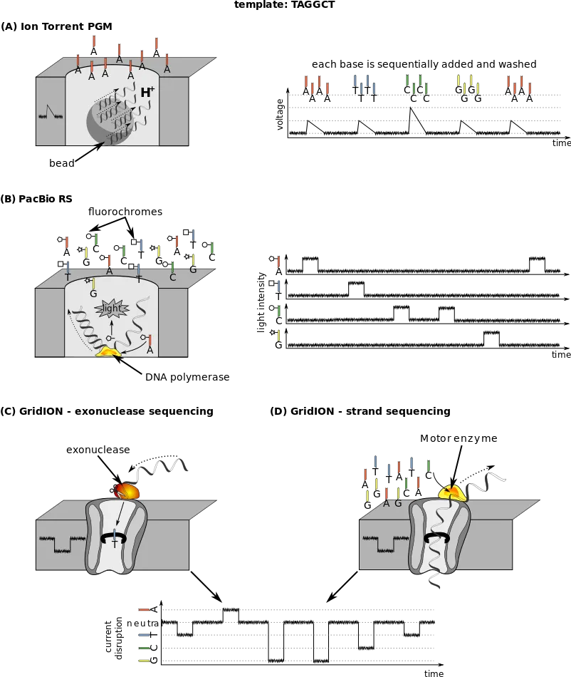 From_second_to_fourth-generation_sequencing,_illustration_on_TAGGCT_template.svg.png