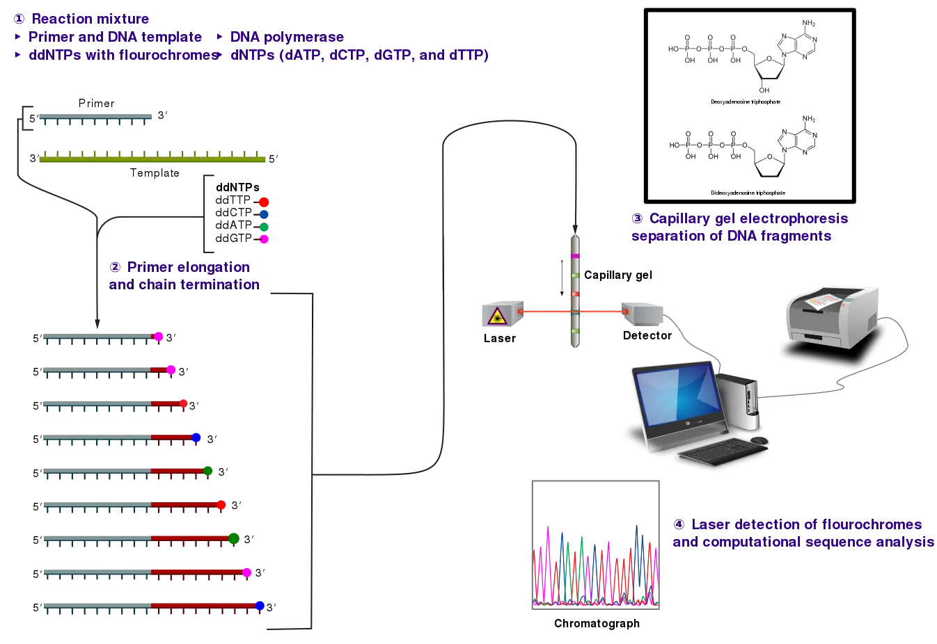 1346px-Sanger-sequencing.svg.png