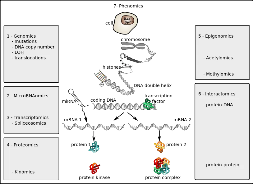 Omics_technologies_in_oncology.svg.png