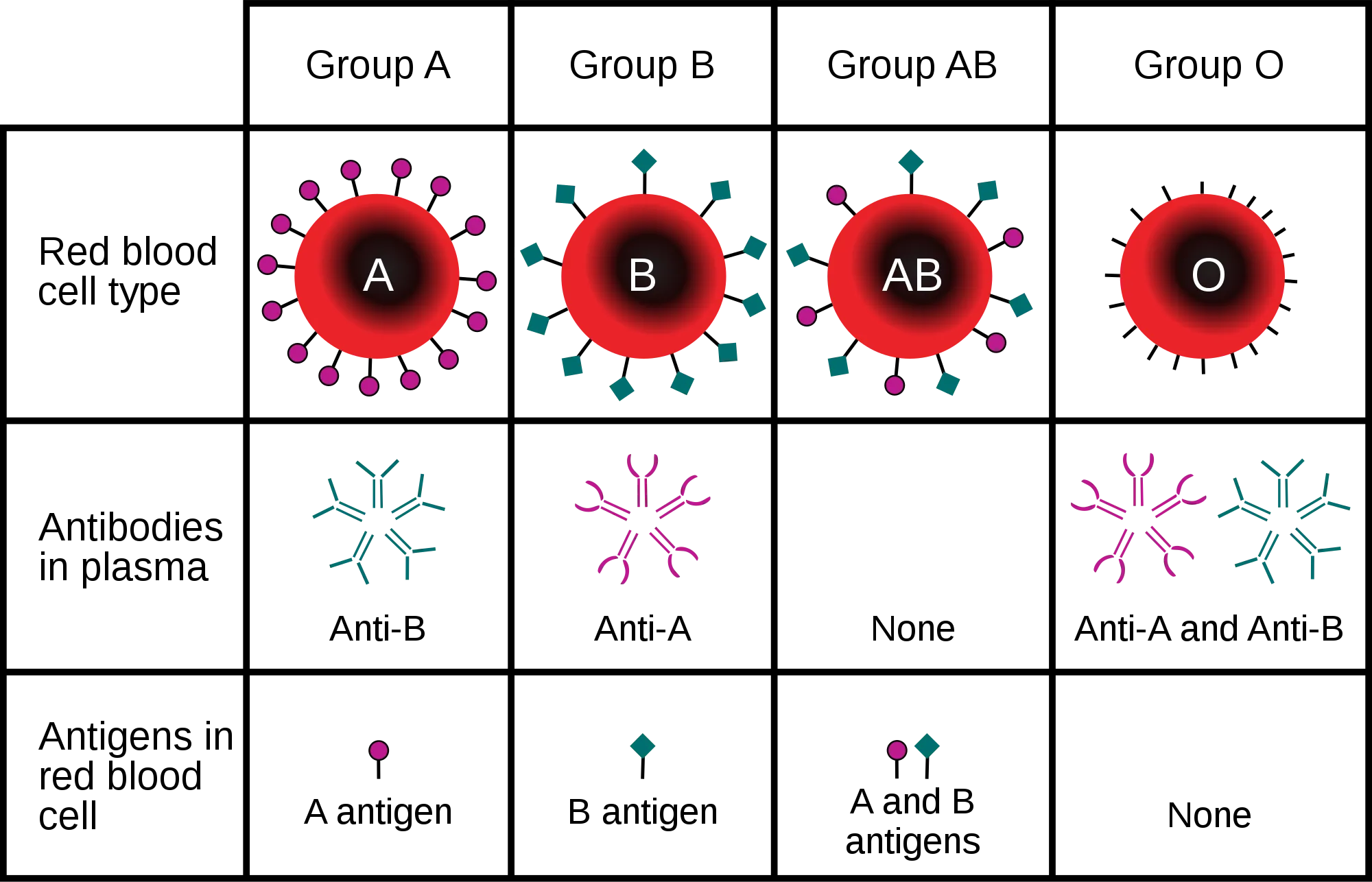 ABO_blood_type.svg.png