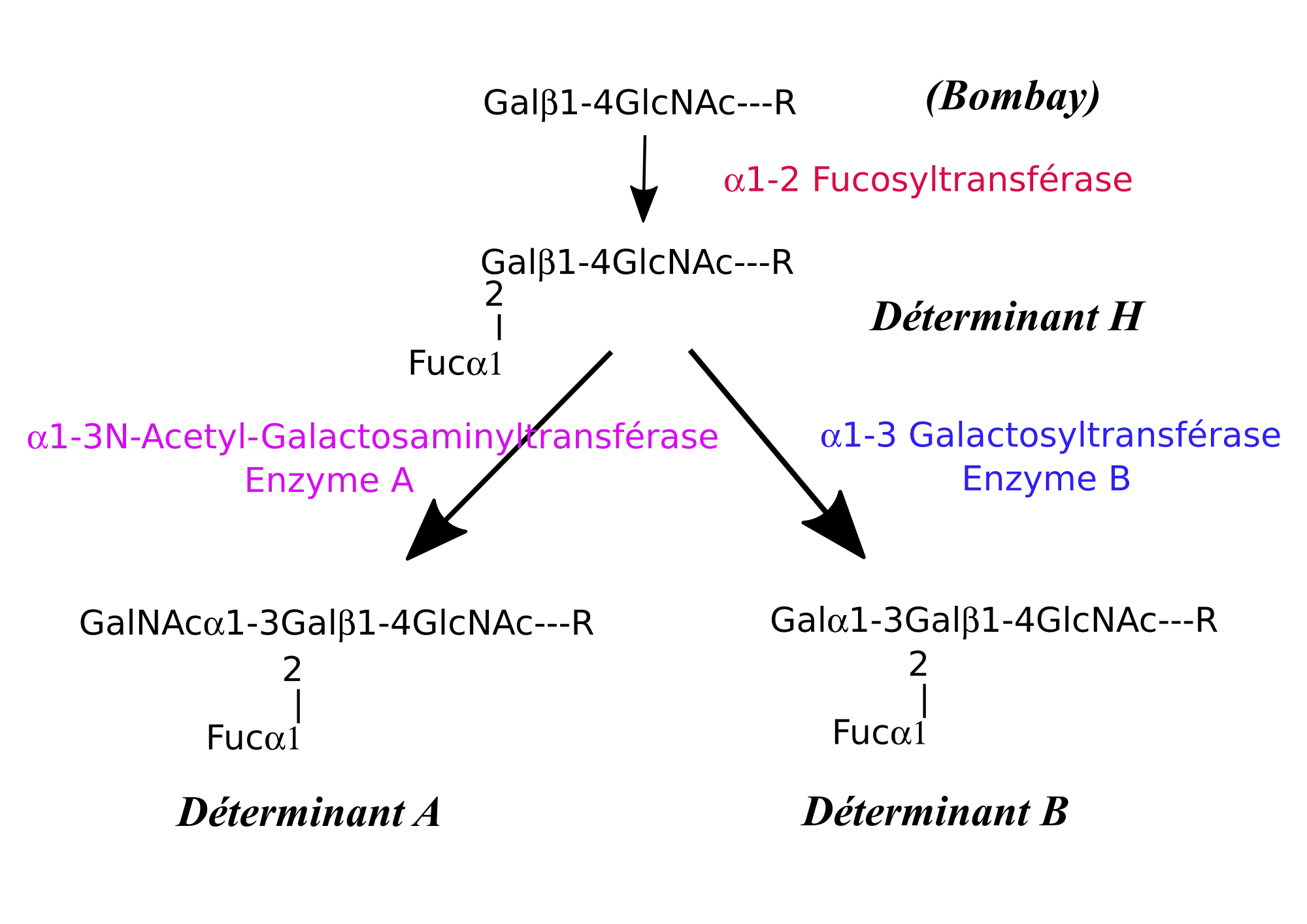 2000px-ABO_antigens_biosynthesis_fr.svg.png