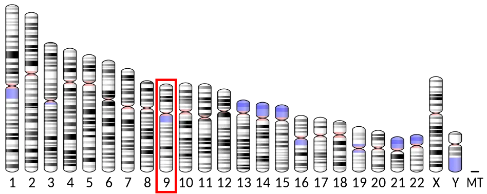 948px-Ideogram_human_chromosome_9.svg.png