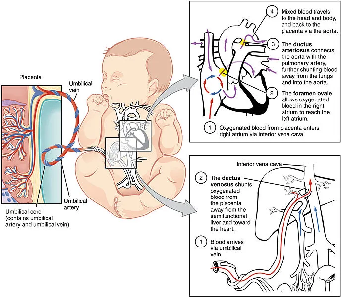 2916_Fetal_Circulatory_System-02.jpg