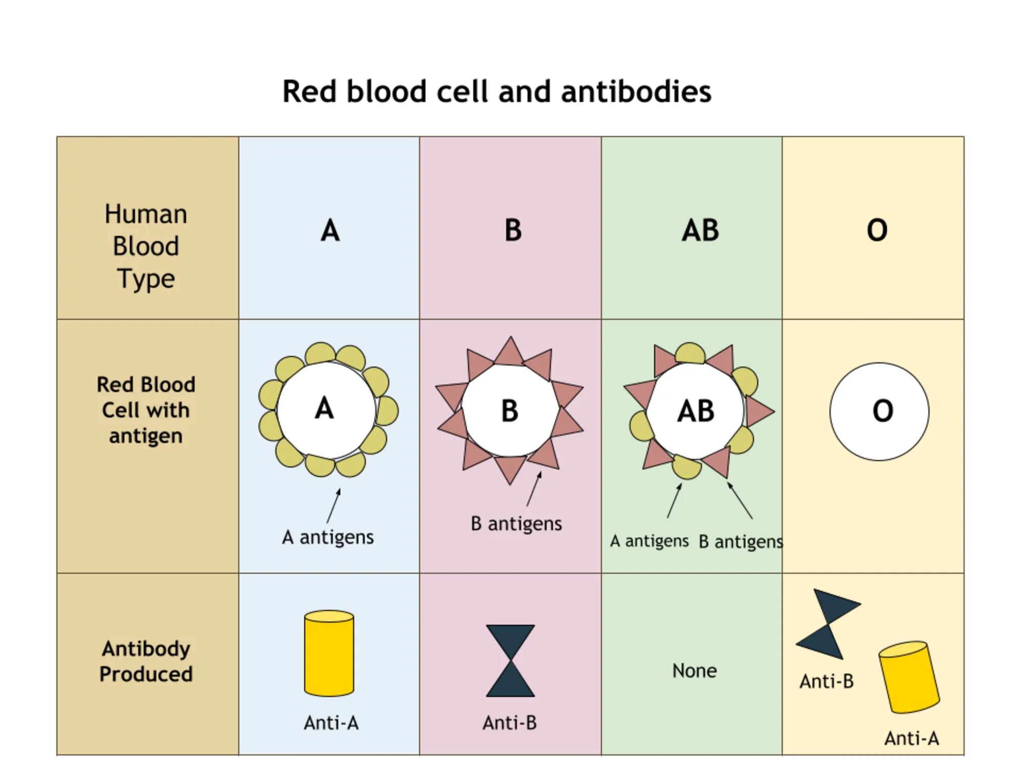 Red_Blood_Cell_and_Antibodies.png