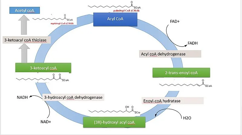 800px-Beta_oxidation_of_palmitic_acid.jpg