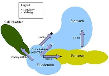 350px-Digestive_hormones.jpg