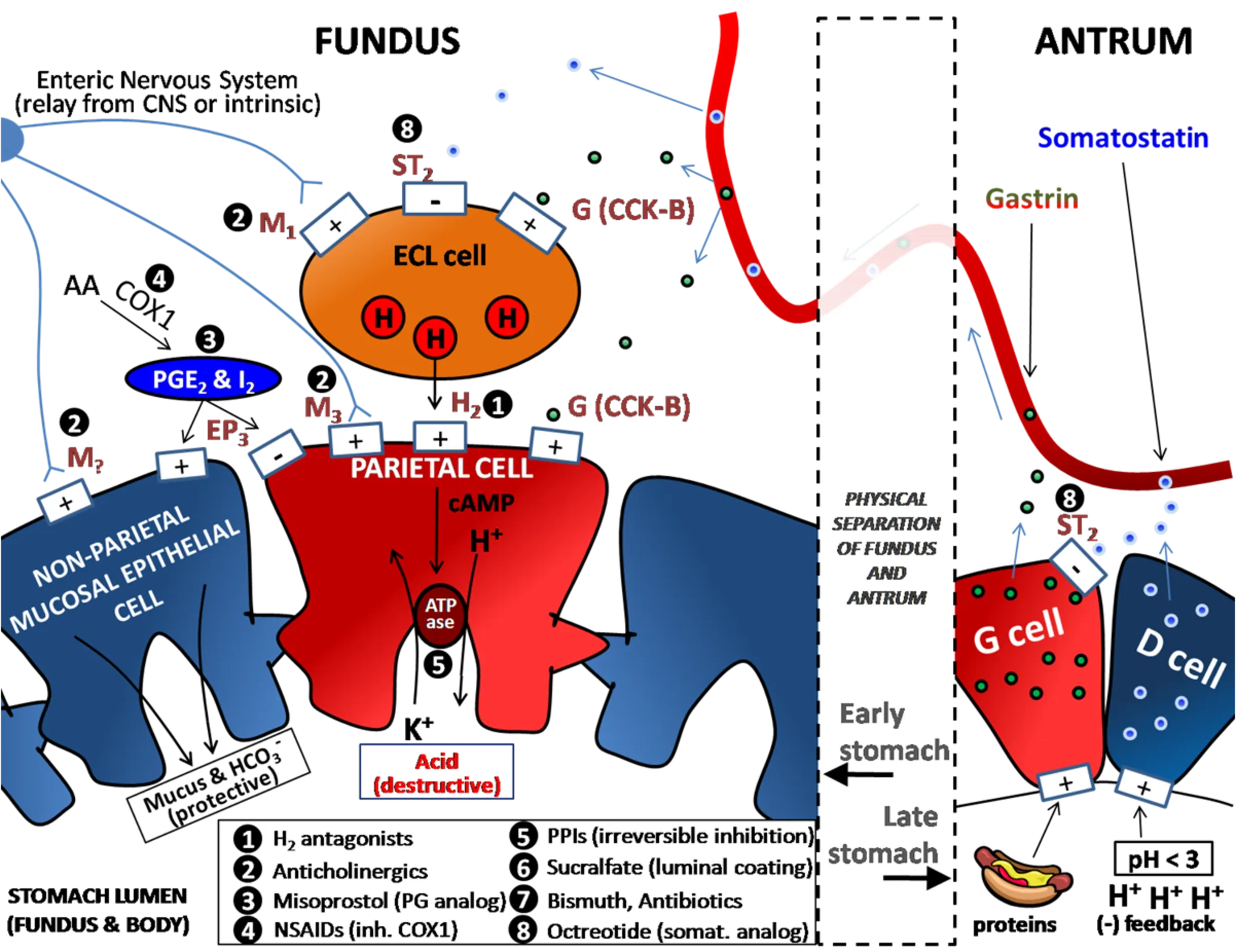 Determinants_of_Gastric_Acid_Secretion.png