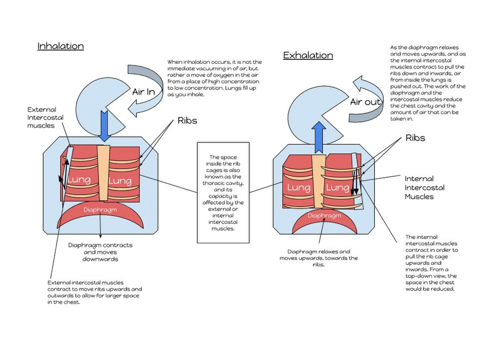 Inhalation_and_Exhalation_Diagram.jpg