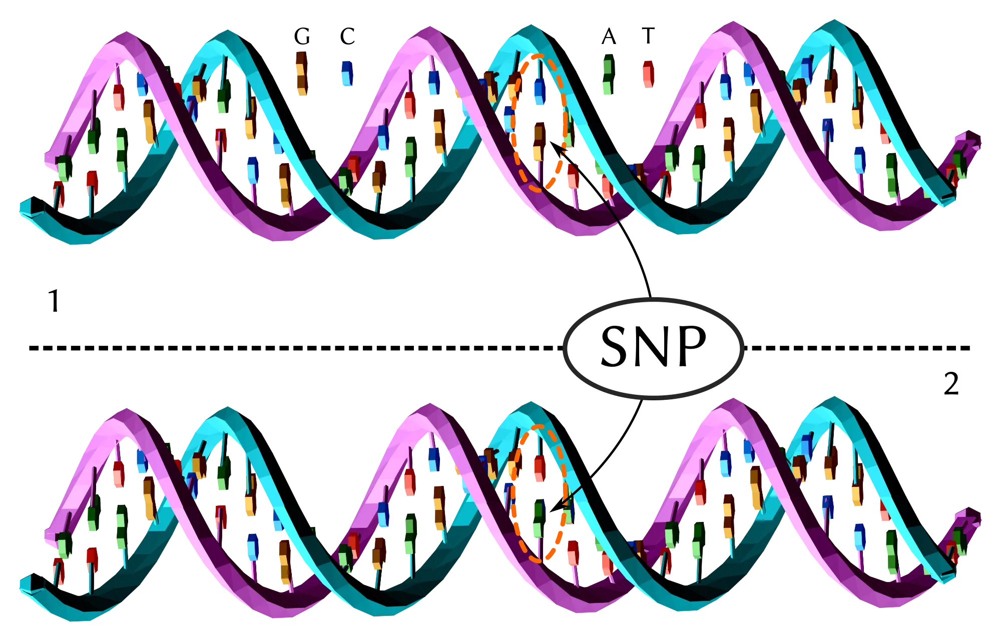 Dna-SNP.svg.png