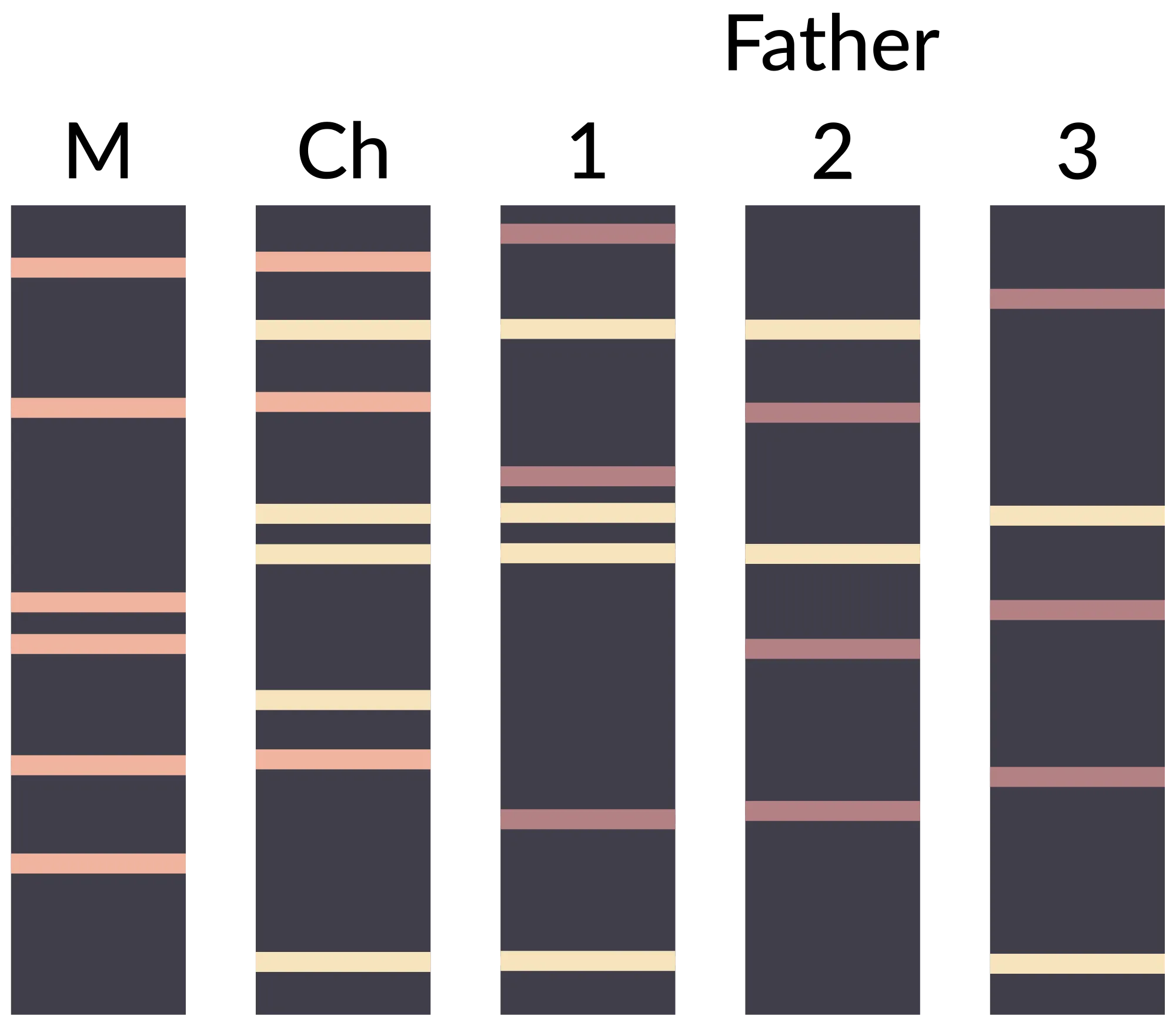 2000px-DNA_paternity_testing_en.svg.png