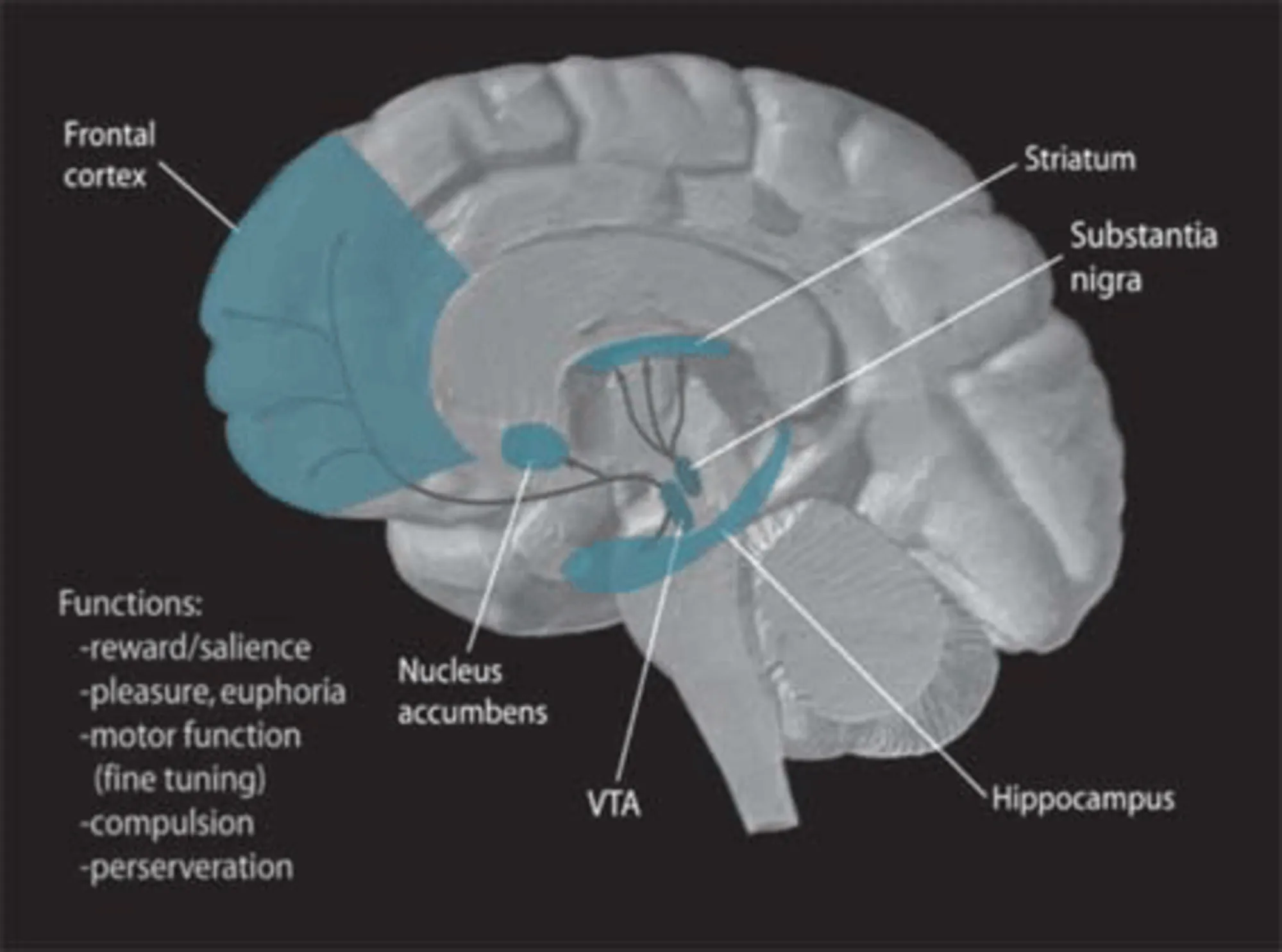 2000px-Dopamine_Pathways.png