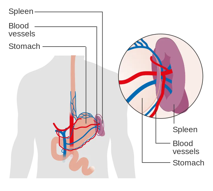 Diagram_showing_the_position_of_the_spleen_CRUK_417.svg (1).png