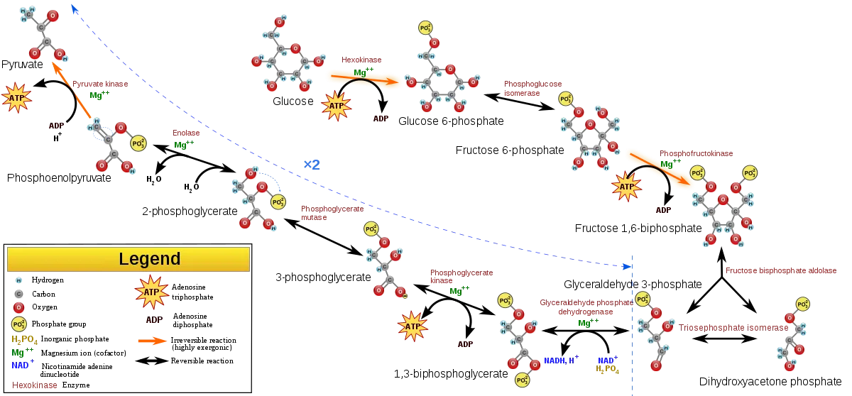 Glycolysis.png