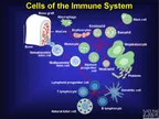 Strengthening your immune system - the foundation for your survival against Covid-19 pandemic thumbnail