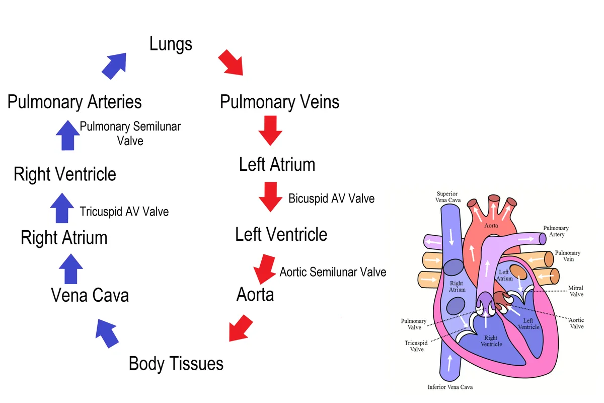 Circulation_of_blood_through_the_heart.png