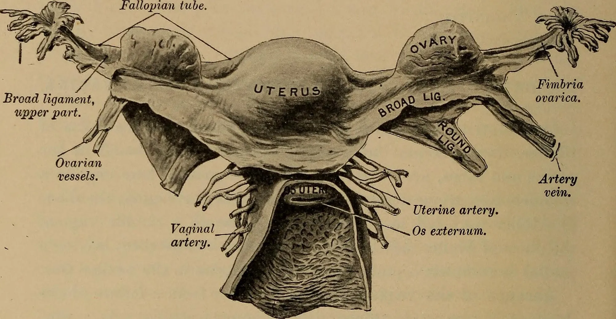 The_diagnosis_of_diseases_of_women_(1905)_(14576719948).jpg