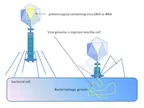 BACTERIOPHAGE- the virus that kills bacteria : Its use in treatment of drug resistant bacterial infection thumbnail