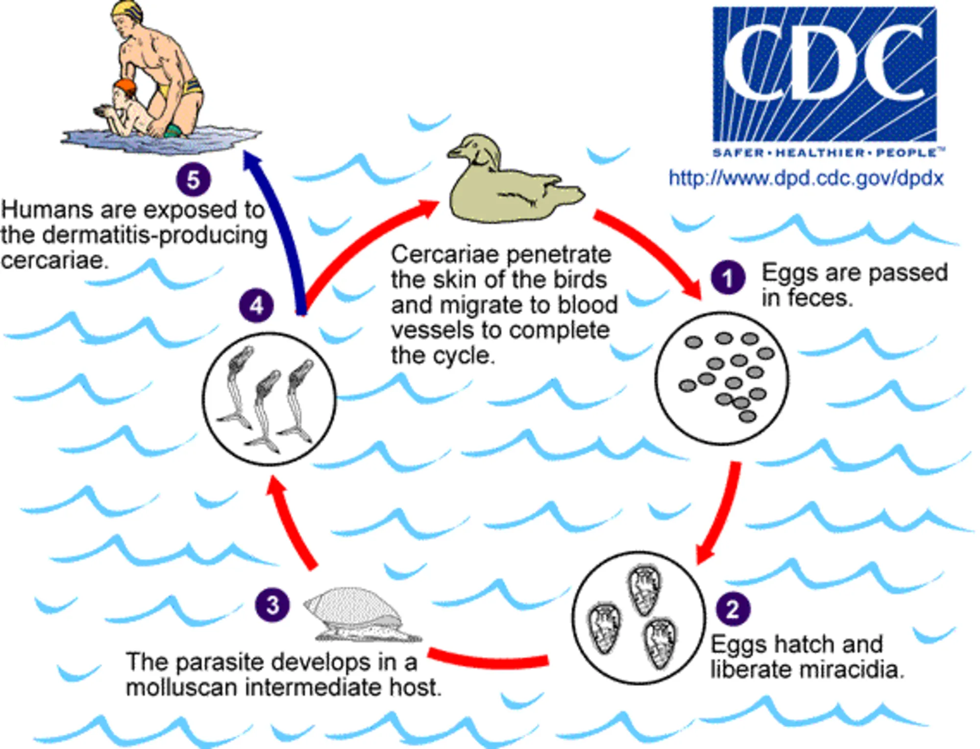 2000px-Cercarial_LifeCycle.png