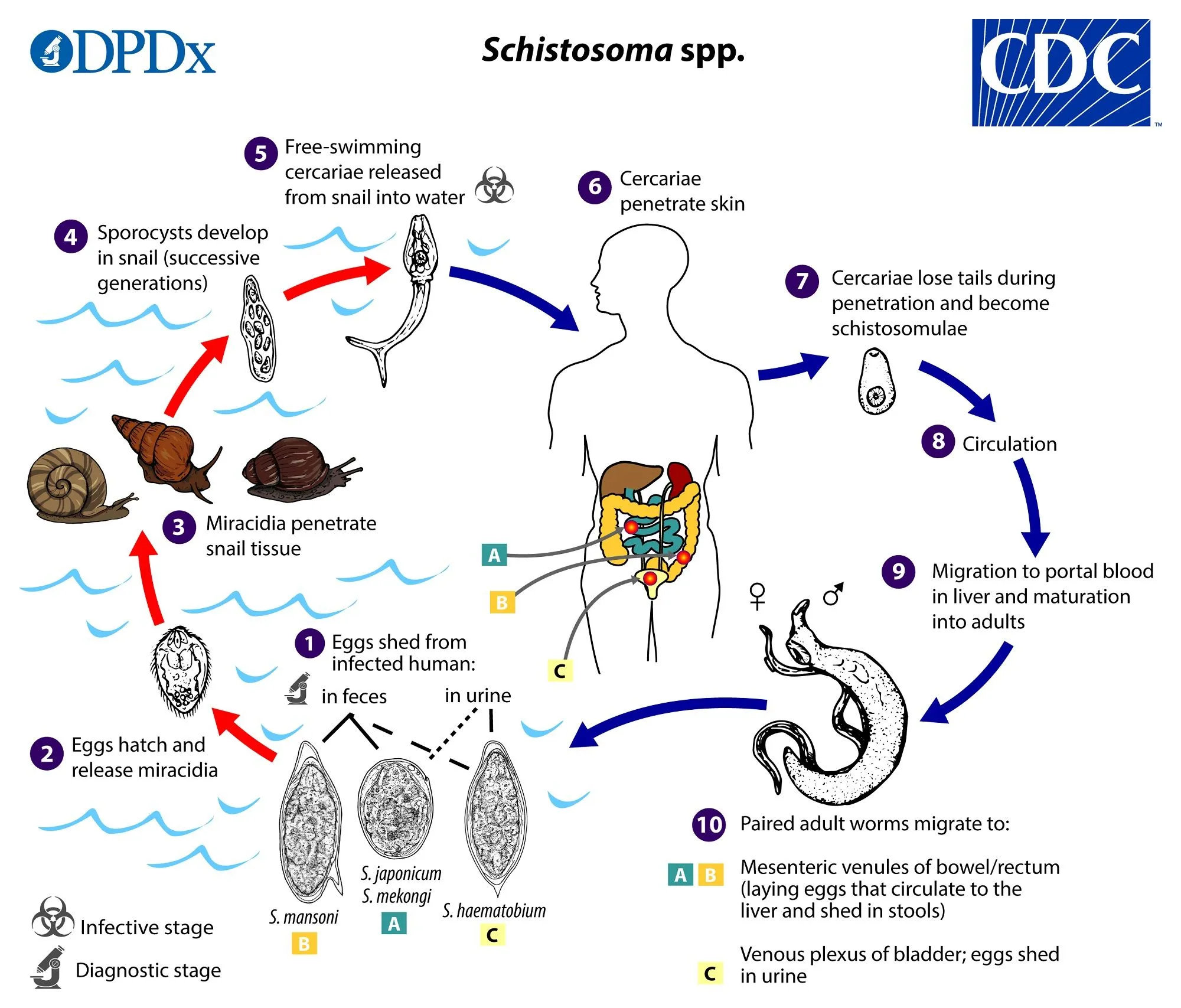 Schistomes_LifeCycle_lg.jpg