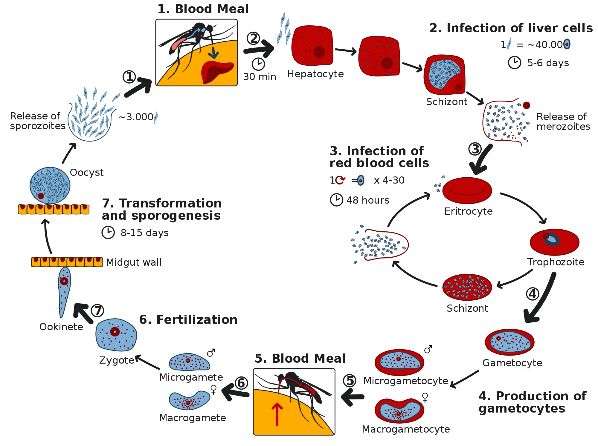 2000px-Life_Cycle_of_the_Malaria_Parasite.svg.png