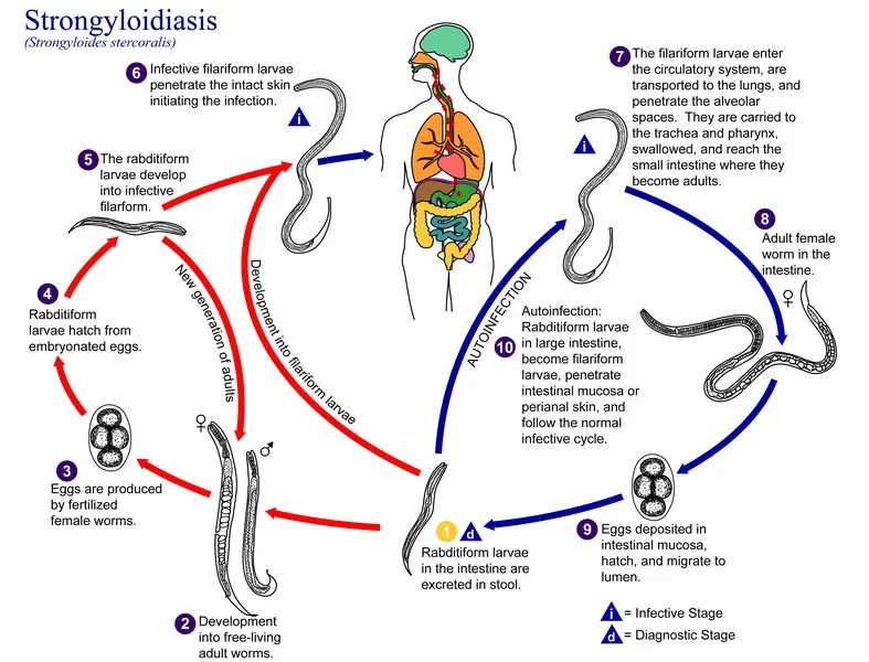 Strongyloides_LifeCycle_en_(01).tif.jpg