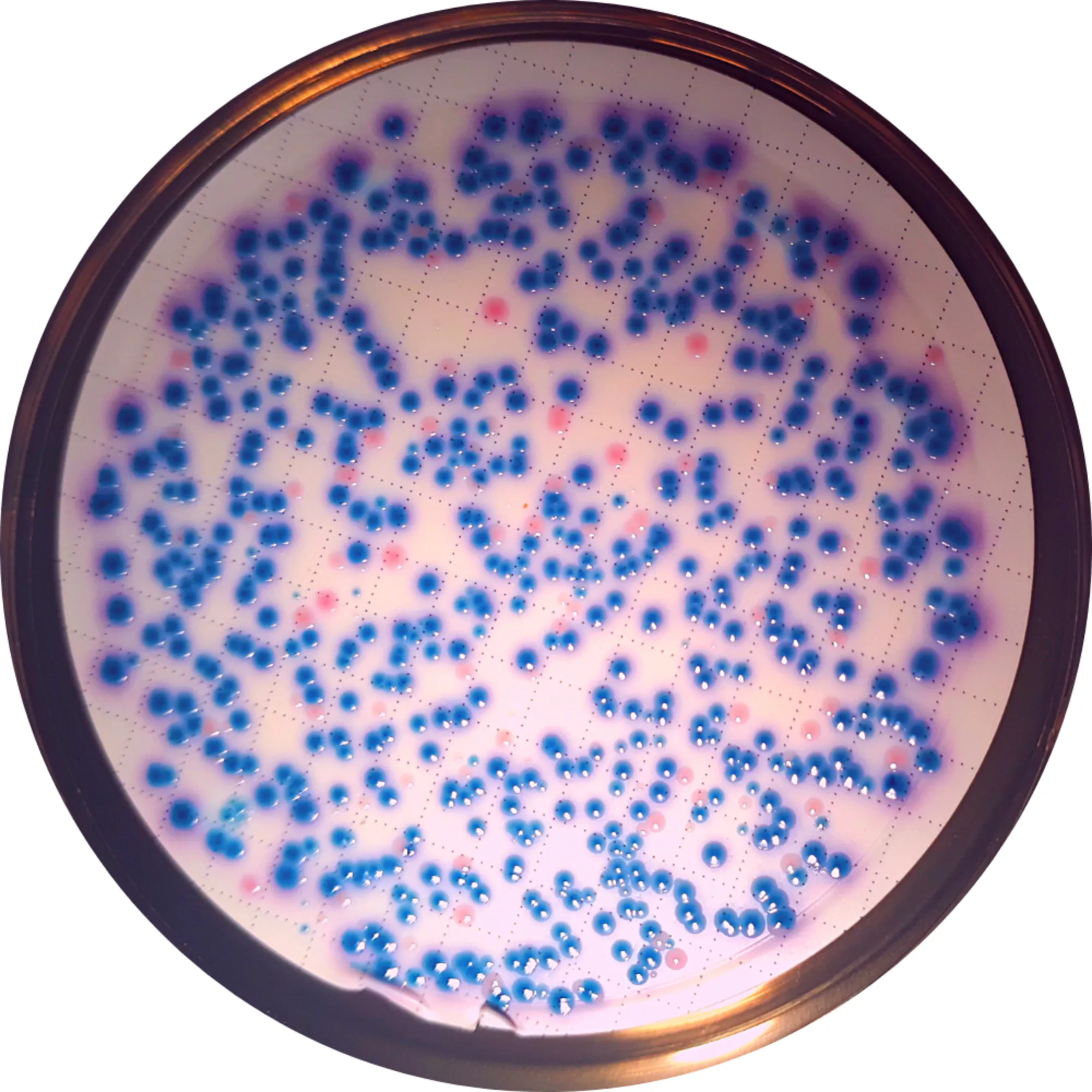 Coliforms.png