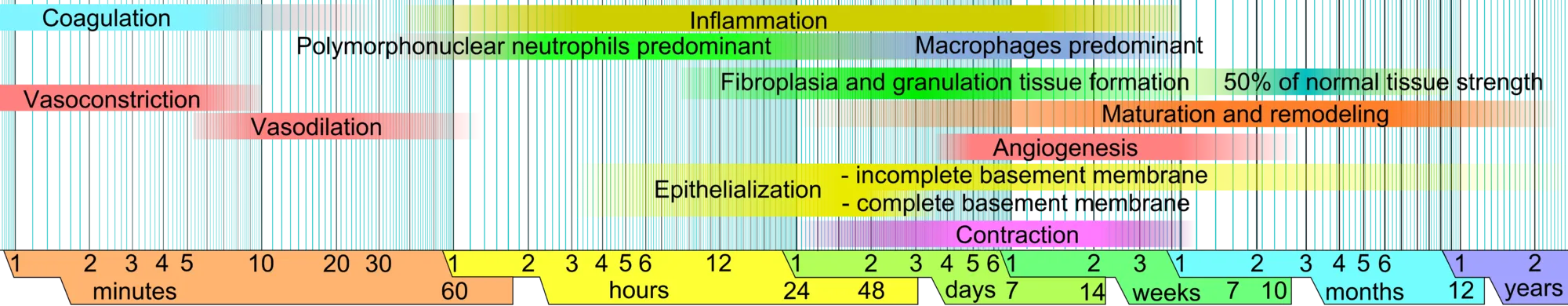 Wound_healing_phases.png