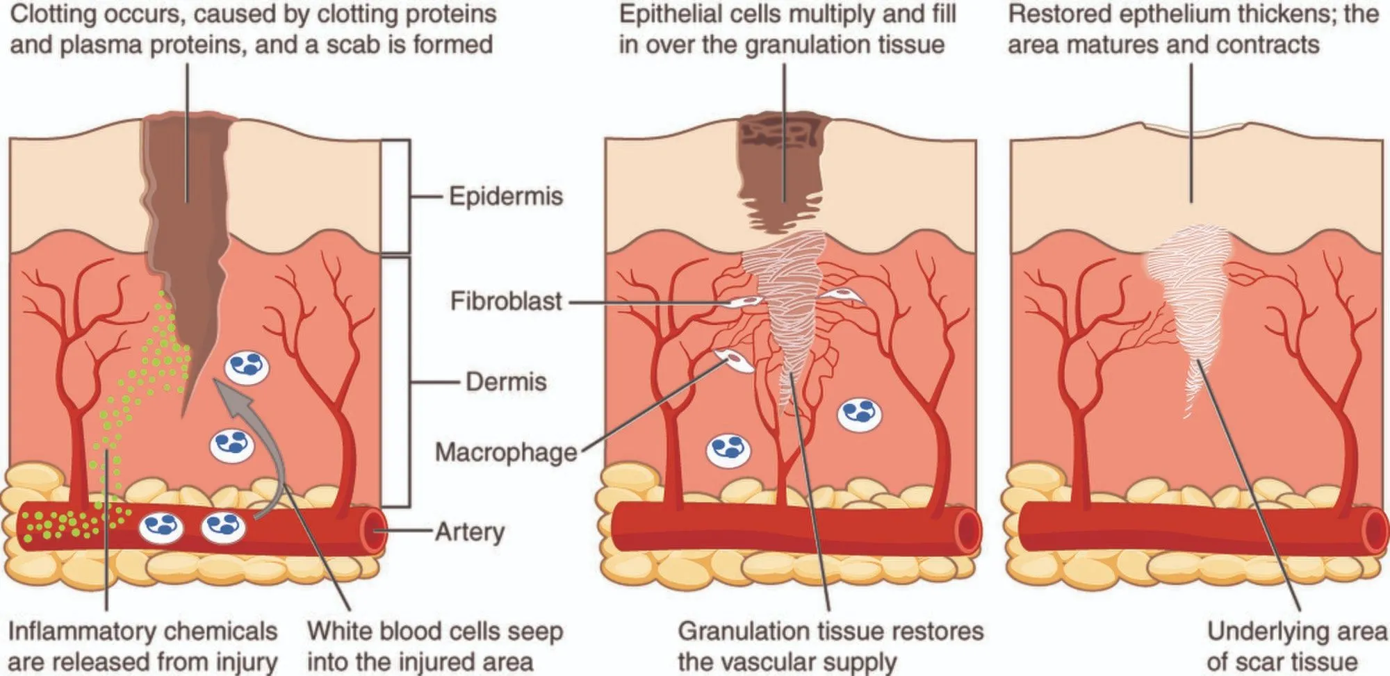 417_Tissue_Repair.jpg