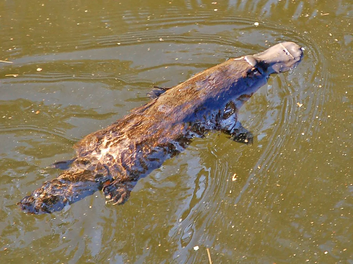 platypus.jpg