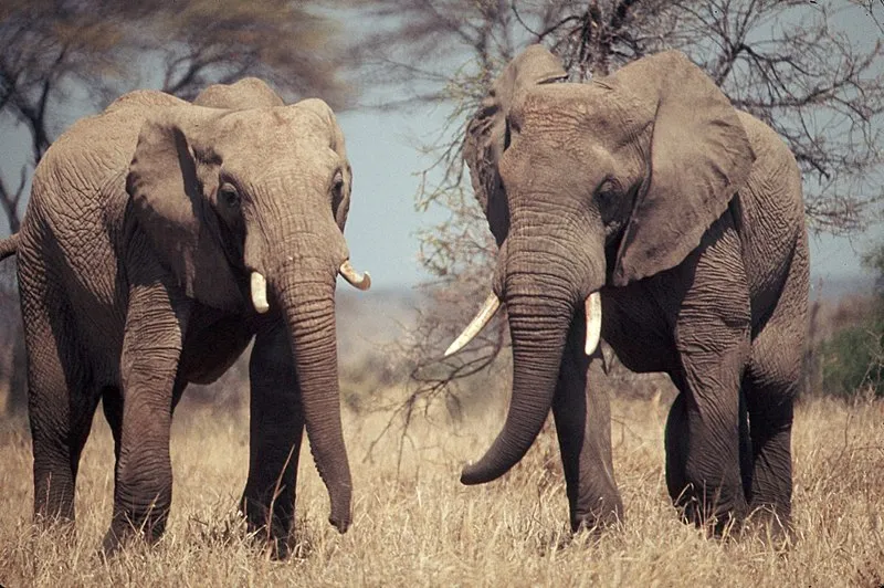 Two_African_elephants_standing_in_grass_-DPLA-_9de6726c614c2872d0726a040a64add7.jpg