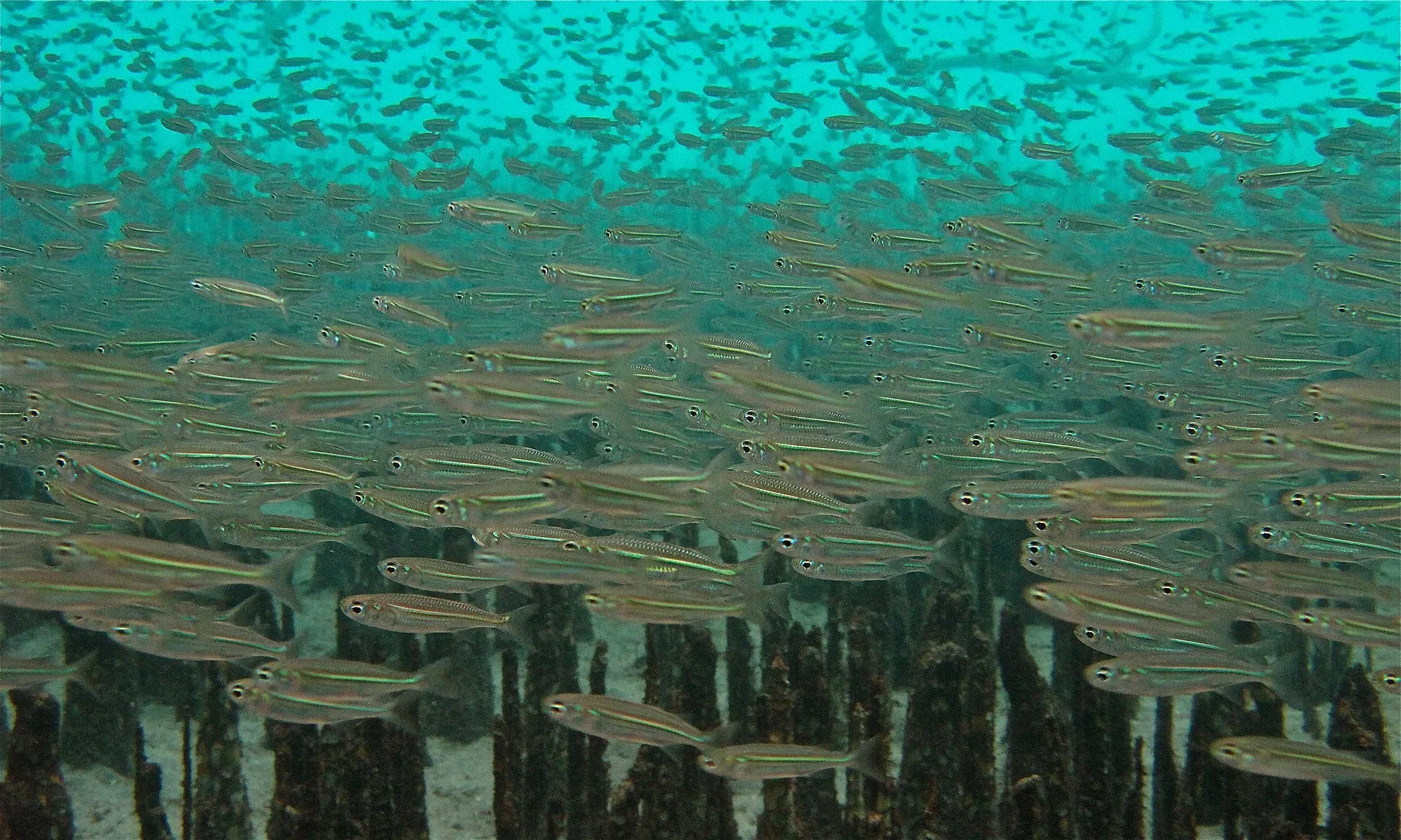 School_of_Young_Fishes_(Atherina_sp.___)(6055617687).jpg