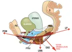 Is Bed wetting (enuresis) a physiologic or pathologic condition? thumbnail