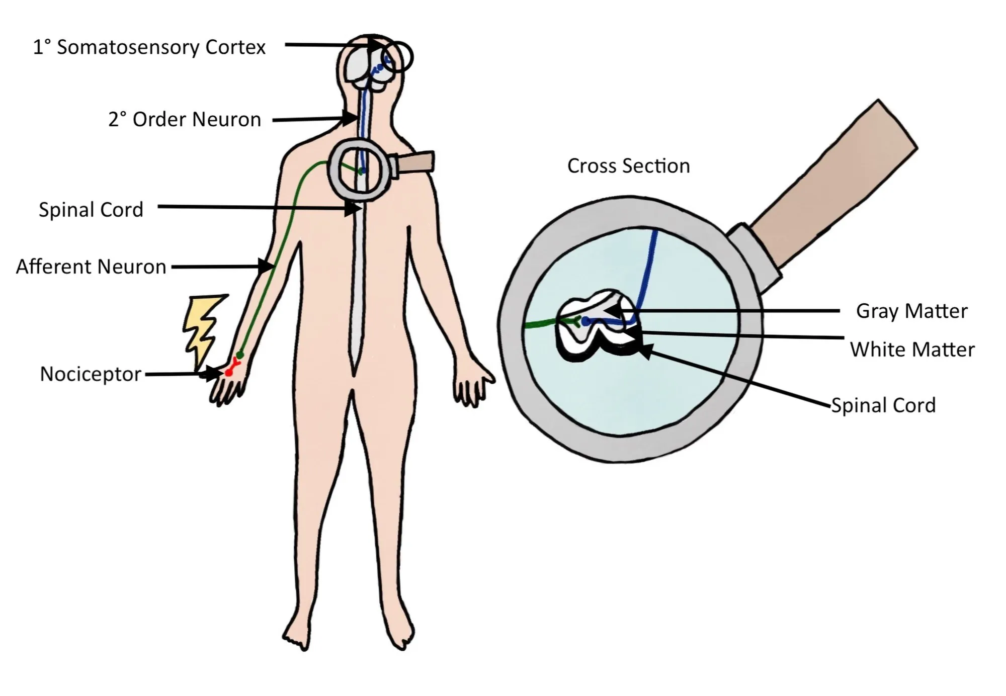 Nociception_Illustration.jpg