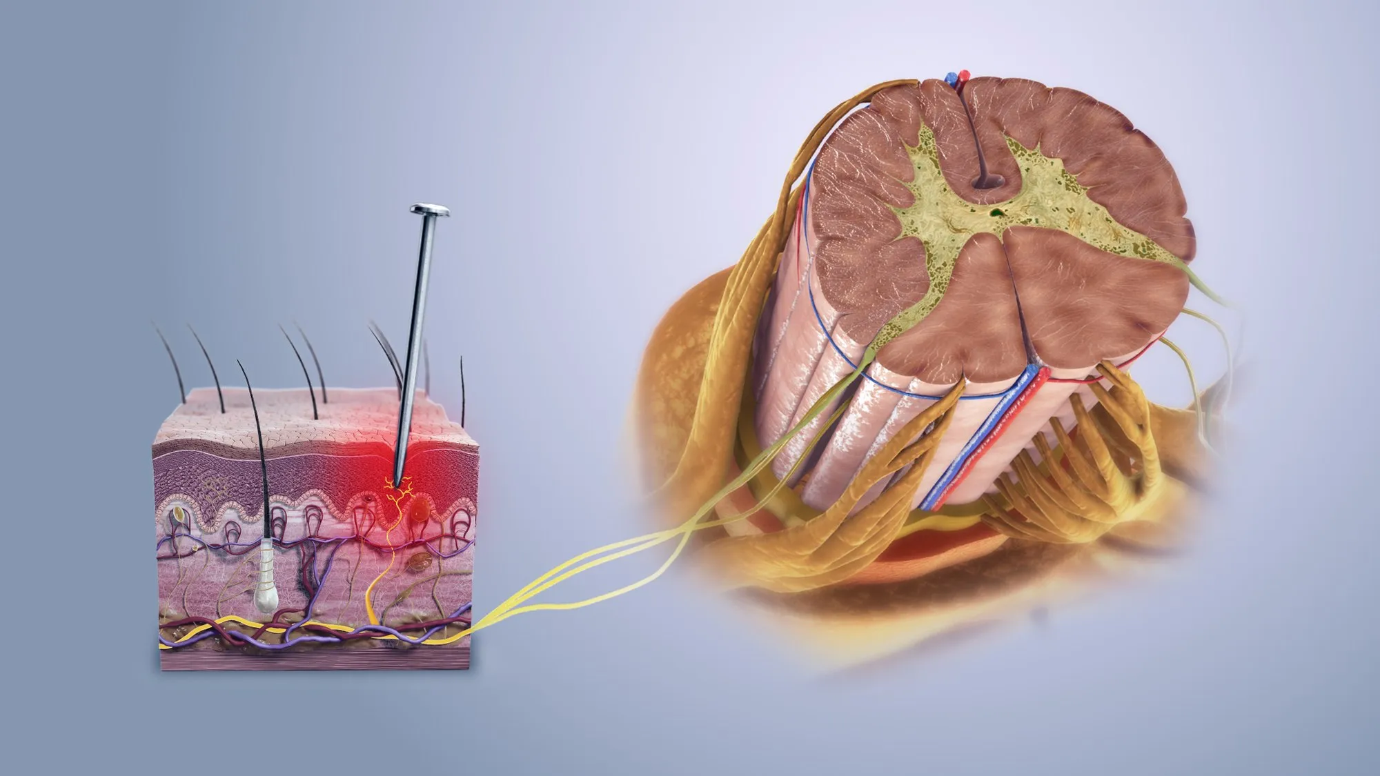 2000px-Nociceptive_pain.jpg