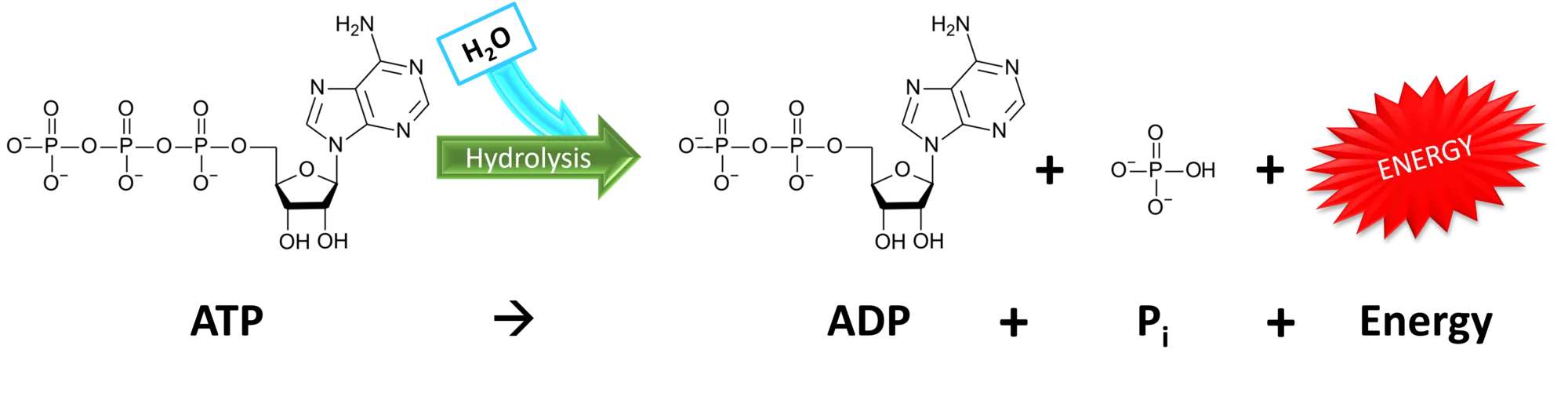 Hydrolysis_of_ATP.png