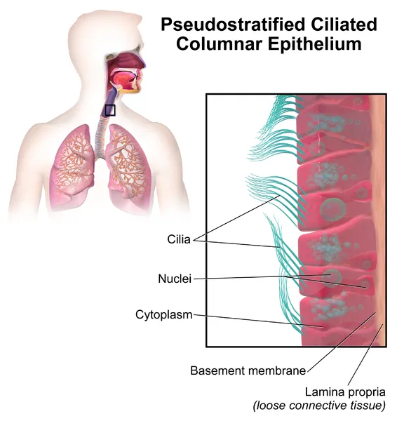 576px-Blausen_0750_PseudostratifiedCiliatedColumnar.png