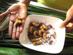 The edible natural sago worms and their health benefits thumbnail